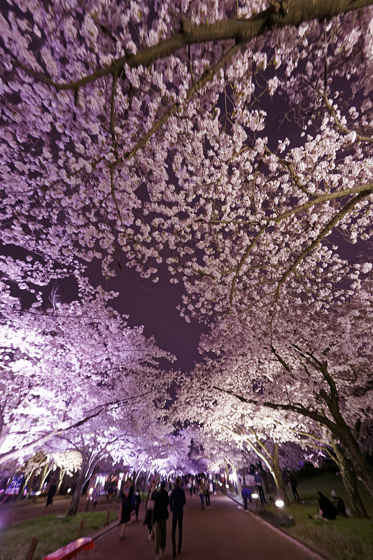樱花节,垂直画幅,留白,公园,樱花,夜晚,户外,日本人,花见节,植物