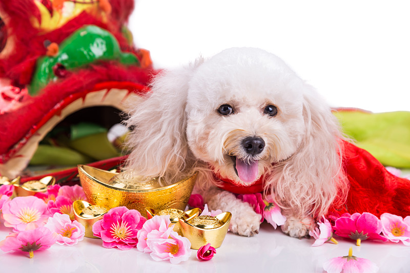 狗,白色背景,春节,桃花,矿块,贵宾犬,十二生肖,运气,纯种犬,马来西亚