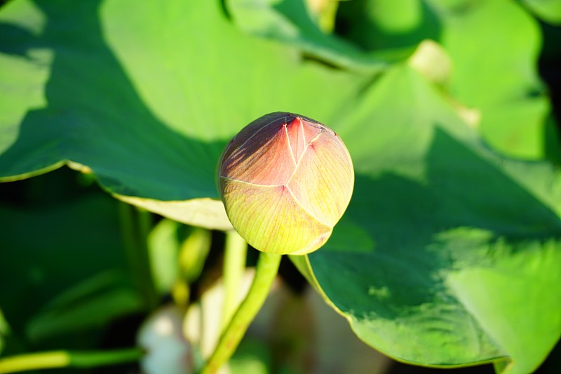 池塘,荷花,水,芳香的,夏天,异国情调,光,彩色图片,豆荚,灌木