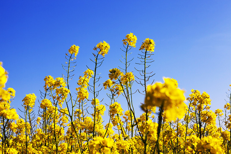 油菜花,黄色,花朵,天空,美,水平画幅,山,芜菁,芸苔,无人