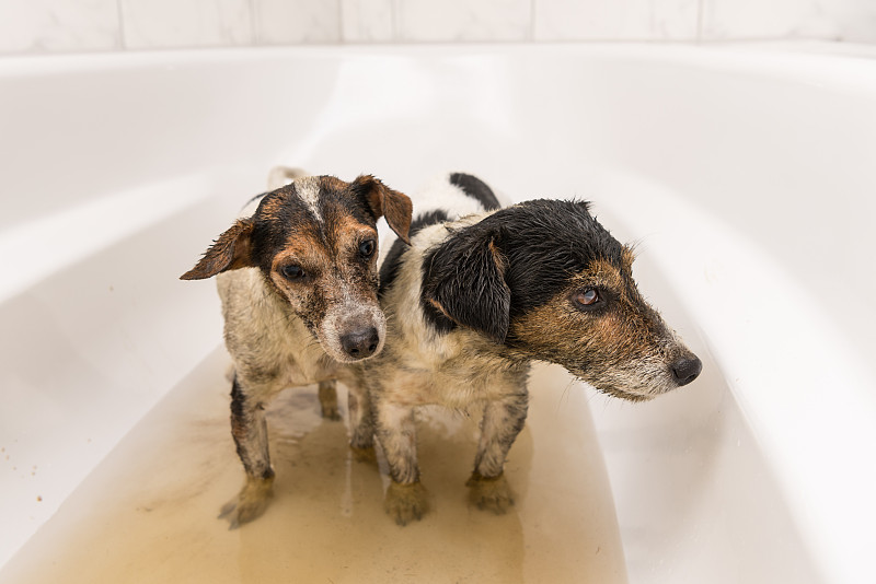 杰克拉瑟短腿犬,肮脏的,狗,浴盆,两只动物,水,浴室,公共浴室,水平画幅,湿