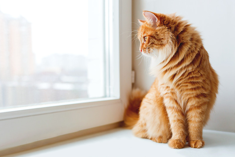 窗户,窗台,可爱的,等,毛绒绒,宠物,看,姜黄色的猫,毛皮,水平画幅