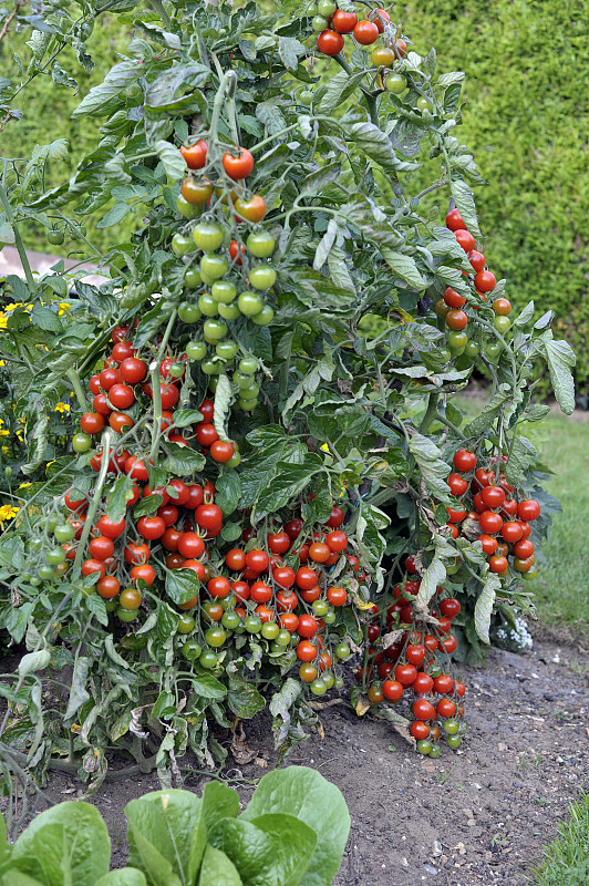 西红柿,垂直画幅,菜园,水果,无人,户外,未成熟的,熟的,樱桃番茄,番茄植物