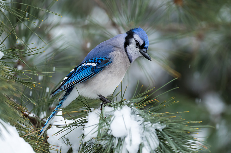蓝鸦,自然,水平画幅,僵鸟,雪,无人,散焦,蓝色,鸟类,观鸟