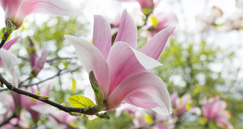 玉兰类,背景,粉色,美,水平画幅,无人,前景聚焦,花蕾,自然公园,植物