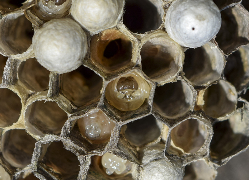 蜂窝,马蜂窝,幼虫,干的,标有线的贝壳,草,害虫,效率,黄蜂,动物牙齿