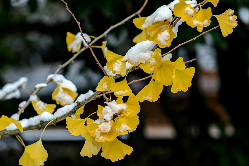 雪,叶子,银杏树,黄色,忍耐力,早晨,美,留白,公园,气候