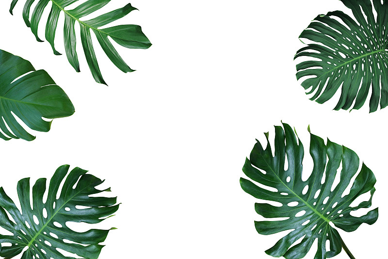热带植物图案,叶子,白色背景