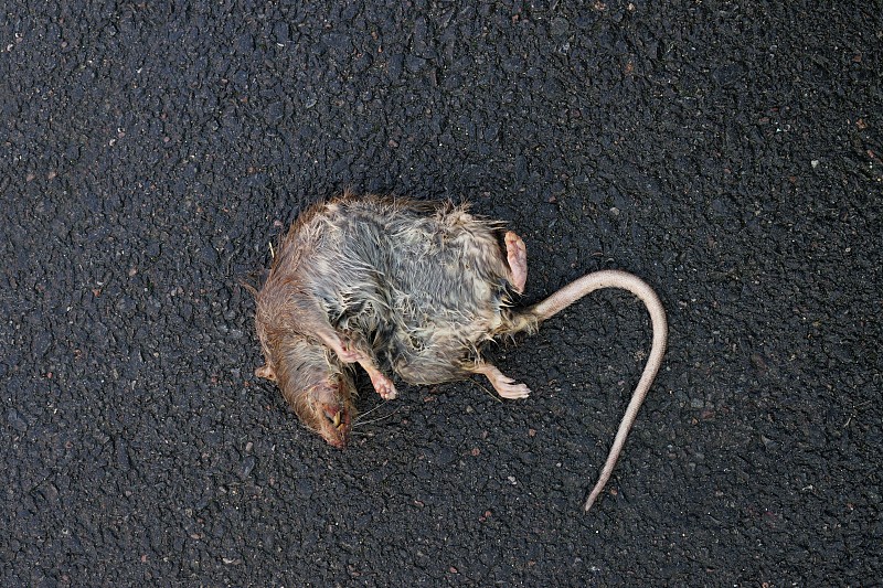 老鼠,死亡的动物,街道,死的,害虫,瘟疫,不卫生的,褐色,水平画幅,风险