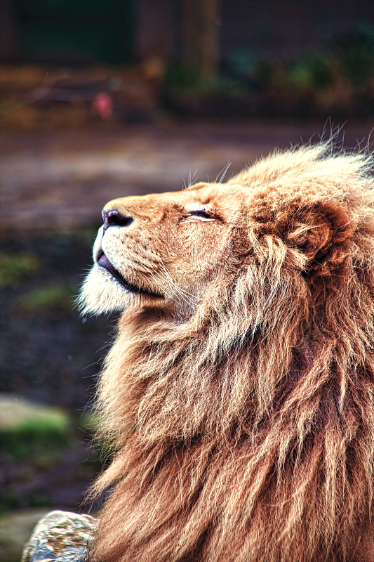 狮子,狩猎动物,动物园,动物学,狮子座,狂怒的,动物毛发,闭着眼睛,雄性动物,大型猫科动物