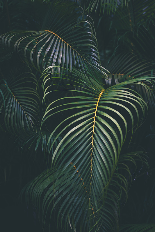 棕榈叶,背景,垂直画幅,枝繁叶茂,无人,热带雨林,夏天,户外,光,特写