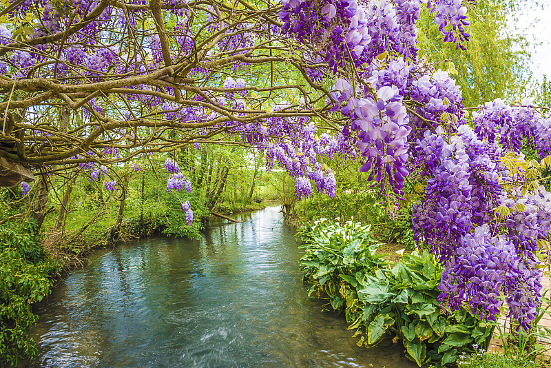 紫藤,地形,春天,自然美,美,公园,水平画幅,枝繁叶茂,无人,户外