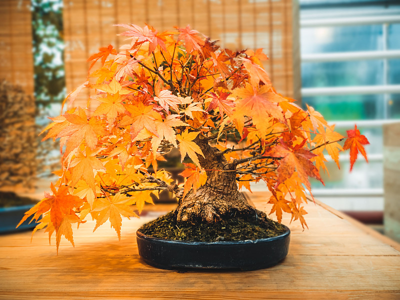 三叉乾,盆景,枫树,秋天,红色,鸡爪枫,小雕像,树干,栽培植物,业余爱好