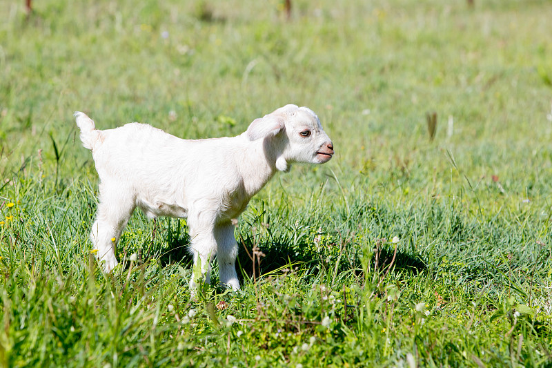 草地围场,山羊,小山羊,日光,白昼,白色,褐色,水平画幅,食草动物,户外