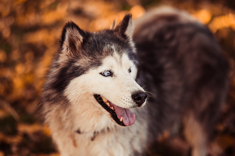 自然,秋天,西伯利亚哈士奇犬,宏伟,美,狗拉雪橇驾驶员,水平画幅,无人,动物习性,动物身体部位