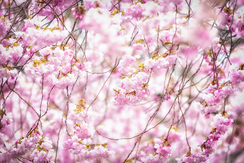 樱桃树,春天,樱花,花见节,瑞典,粉色,鲜花盛开,图像,公园,日光