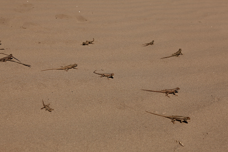 沙子,蜥蜴,大群动物,莫哈韦沙漠,气候,水平画幅,巨蜥属,巨大的,埃及,领土行为