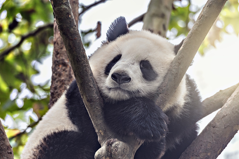 大熊猫,四川省,熊猫,树干,野外动物,便利,动物园,筋疲力尽,熊,自然公园