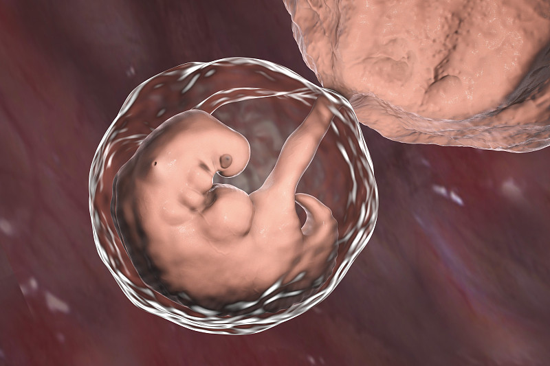 胚胎,星期,数字4,水平画幅,绘画插图,科学,生物学,3d扫描,准确,新生活
