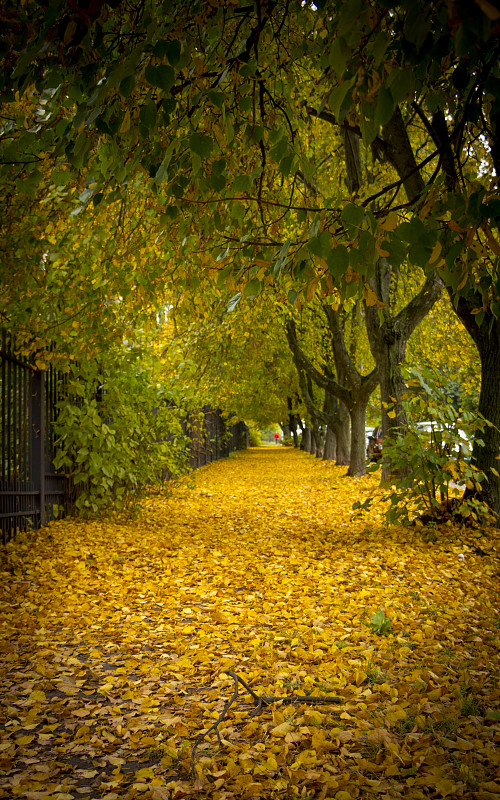 公园,叶子,秋天,巷,自然美,黄色,垂直画幅,郊区,林区