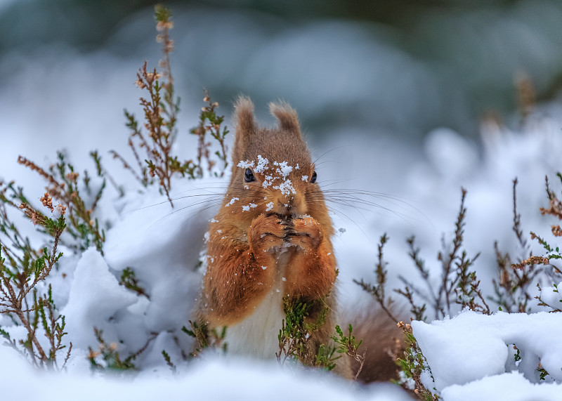 雪,森林,红松鼠,美,褐色,水平画幅,无人,爪子,动物身体部位