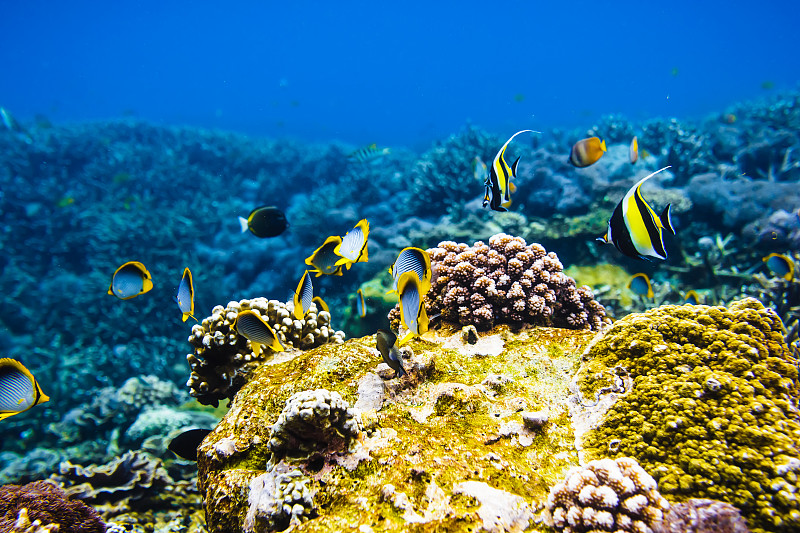 礁石,鱼类,鸡尾酒,明亮,印度洋,水,美,水平画幅,水肺潜水,巴厘岛