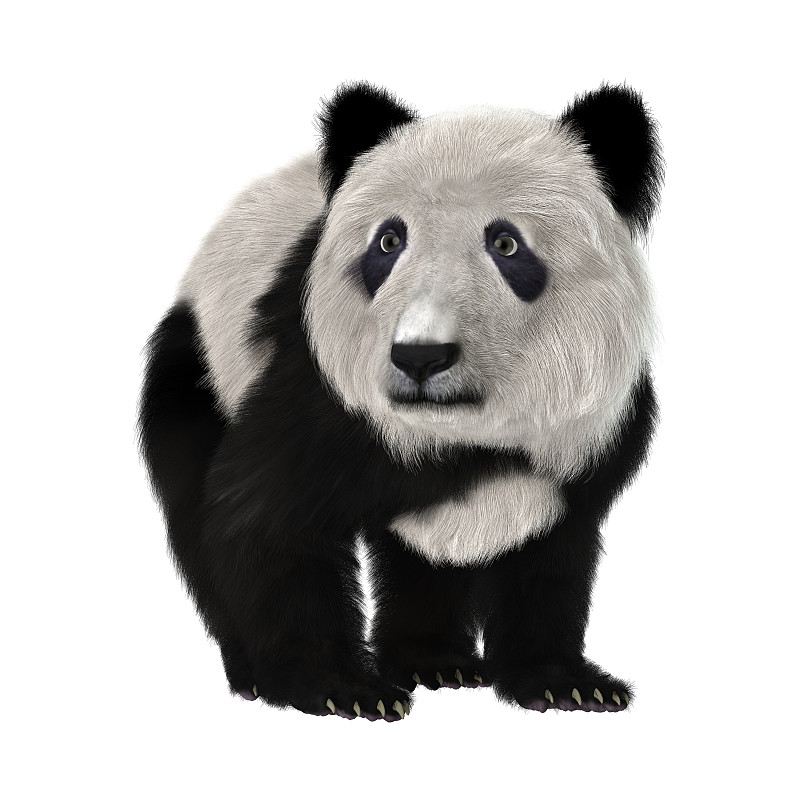 白色,熊猫,三维图形,小熊,自然,野生动物,毛皮,可爱的,无人,背景分离