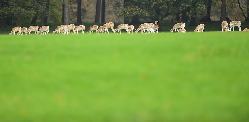 欧洲小鹿,雄鹿,水平画幅,注视镜头,早晨,英格兰,户外,草,树林,哺乳纲