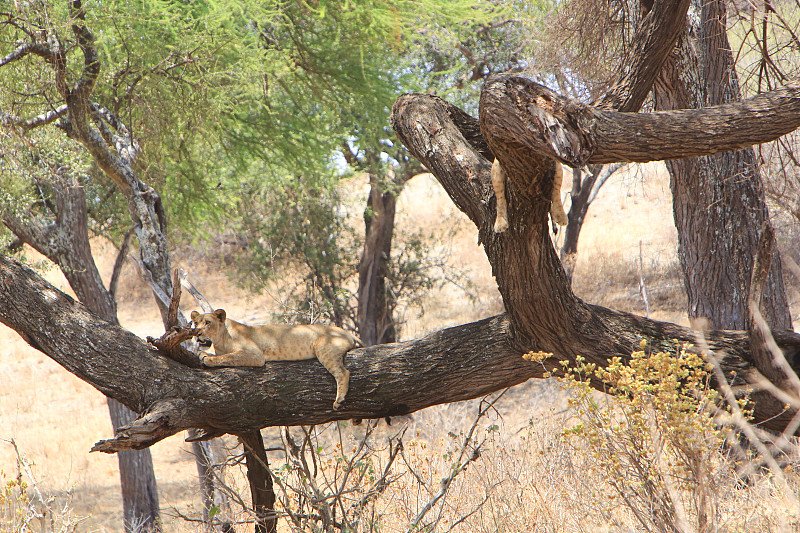 坦桑尼亚,小狮子,蓝牛羚,猴面包树,金合欢树,斑马,食肉目,干旱地带,野外动物,21世纪