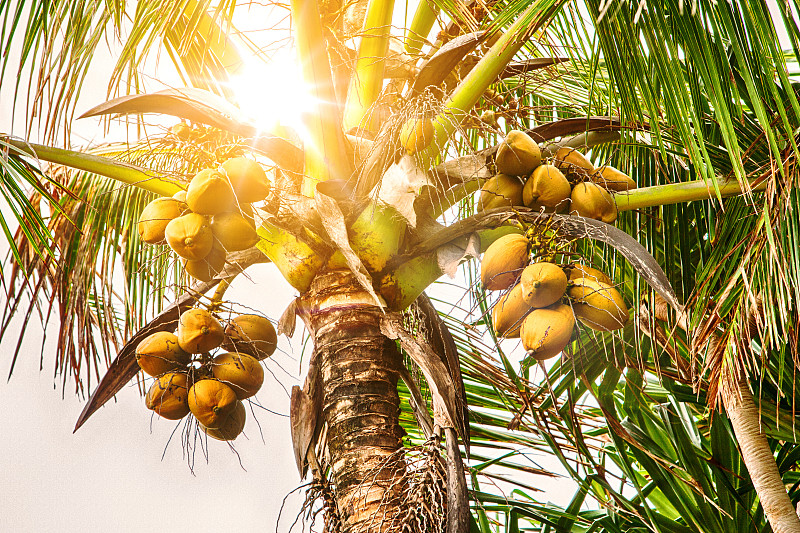 椰子,椰子树,特写,水平画幅,素食,无人,维生素,夏天,户外,棕榈树