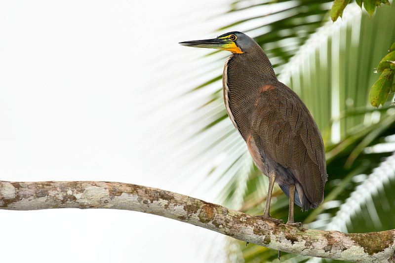 裸喉老虎鹭,tortuguero,national,park,哥斯达黎加,绿龟运河,老虎鹭,托尔图格诺,绿背苍鹭,里蒙省,灌木林,苍鹭