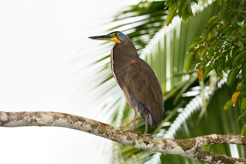 裸喉老虎鹭,tortuguero,national,park,哥斯达黎加,绿龟运河,老虎鹭,托尔图格诺,里蒙省,绿背苍鹭,灌木林,苍鹭