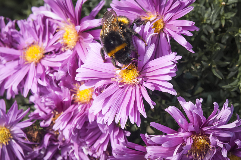 紫苑,蜜蜂,留白,水平画幅,枝繁叶茂,无人,园艺,英格兰,海岸地形,户外