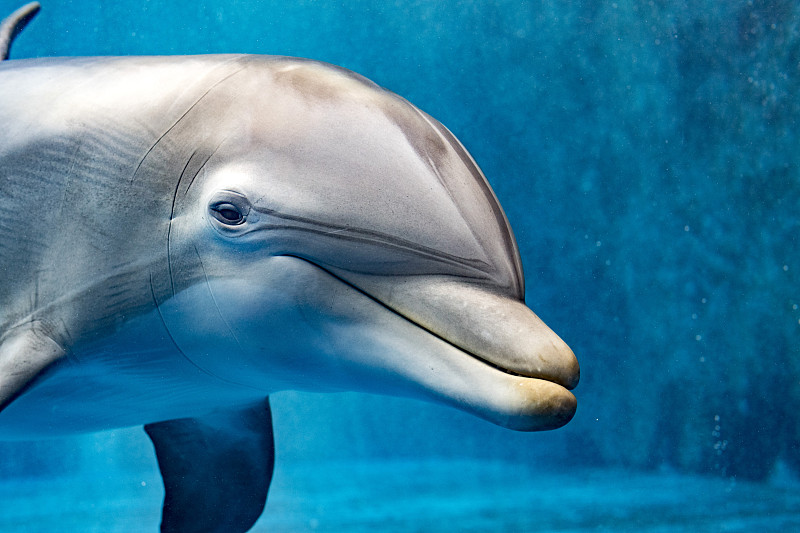 海豚,水下,注视镜头,自然,水,新的,野生动物,水平画幅,无人,蓝色