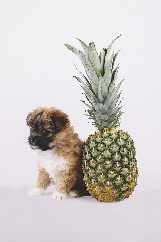 哈巴狗,菠萝,垂直画幅,褐色,马尔他犬,小的,素食,水果,无人,肖像