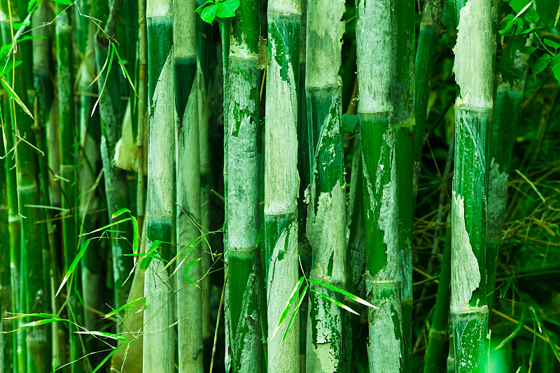 竹,天堂,美,水平画幅,绿色,无人,符号,日本,纯净,天竹