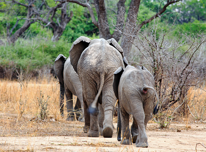 南卢安瓜国家公园,赞比亚,臀部,非洲象,灌木,非洲,表现积极,风景,离开,移向