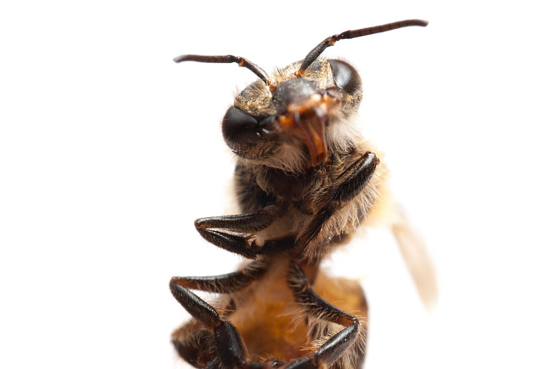 蜜蜂,死的,微距,白色背景,水平画幅,上下颠倒,动物学,科学,动物身体部位,野外动物