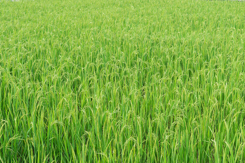 田地,稻,绿色,白昼,背景,纯洁,天空,美,水平画幅,枝繁叶茂