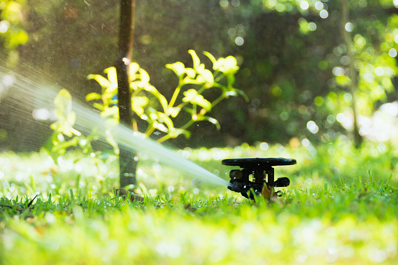 洒水机,自动的,菜园,水,水平画幅,无人,湿,草坪,夏天,户外