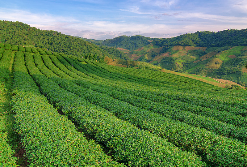 茶树,泰国,清迈省,水平画幅,山,户外,大吉岭,田地,植物