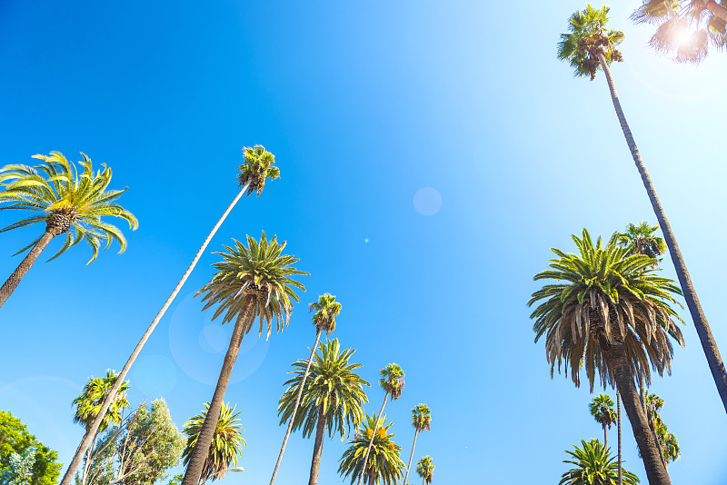 棕榈树,洛杉矶,贝弗利山,天空,留白,美国西部,洛杉矶县,扇形棕榈,夏天,海滩