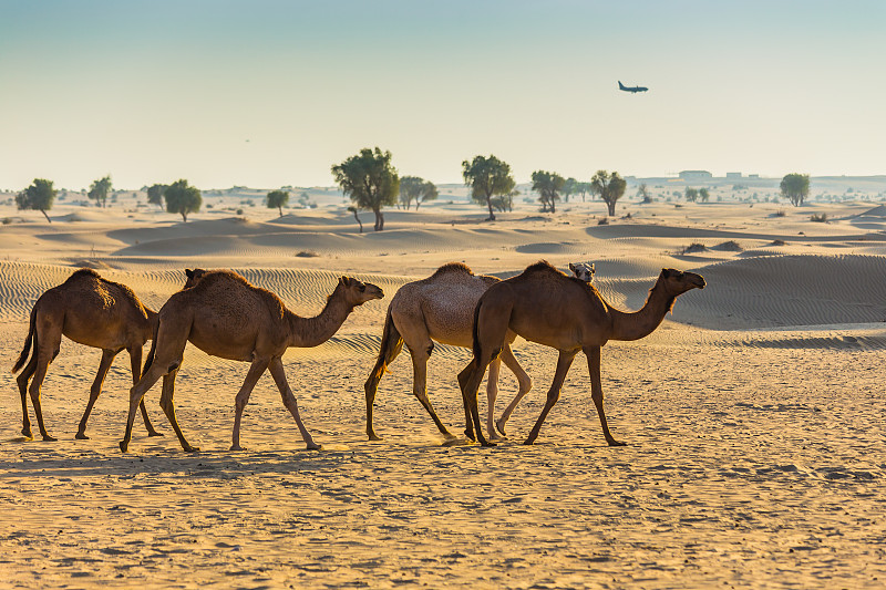 骆驼,沙漠,水平画幅,无人,传统,瓦迪拉姆,野外动物,户外,迪拜,俄罗斯