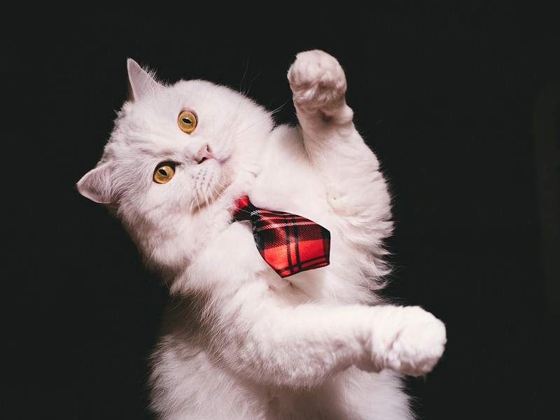 野生猫科动物,白色,小猫,纯种犬,可爱的,苏格兰高地,嬉戏的,直发,红色,领带