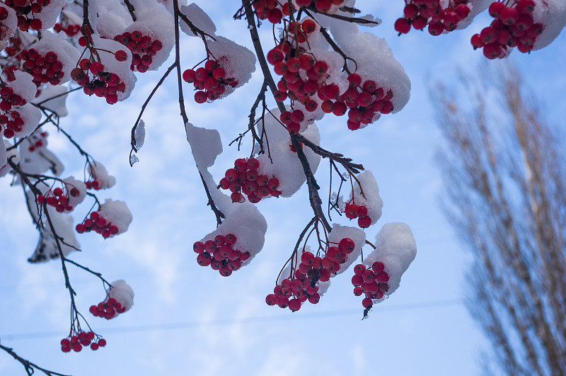 雪,浆果,山梨树,红色,在下面,天空,美,水平画幅,无人