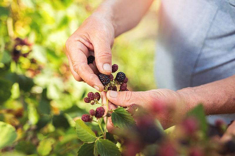 黑刺莓,水平画幅,提举,夏天,户外,特写,工业,部分,农作物,商业金融和工业