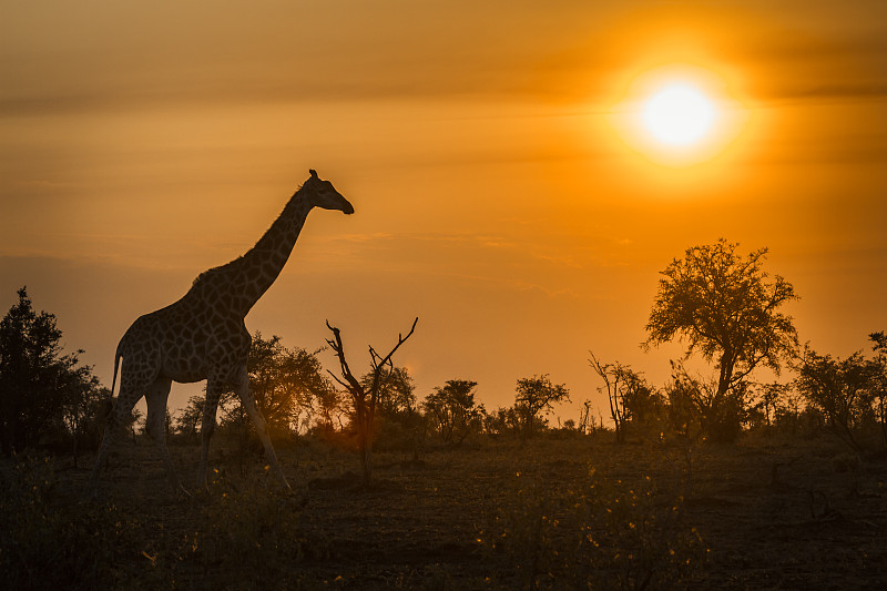 克鲁格国家公园,长颈鹿,南非,津巴布韦,野生动物环形路,普马兰加省,林波波省,国际野生物保护公园,野生动物,灌木丛