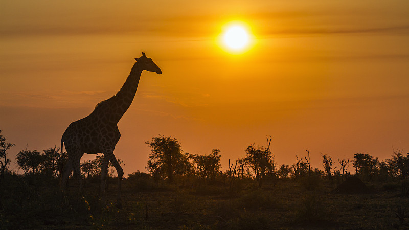 克鲁格国家公园,南非,长颈鹿,普马兰加省,野生动物环形路,林波波省,国际野生物保护公园,灌木丛,莫桑比克,津巴布韦