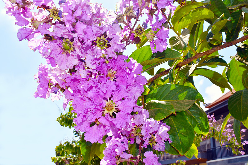 crepe,myrtle,tree,巴厘岛,天空,水平画幅,无人,夏天,户外,特写,花蕾,植物