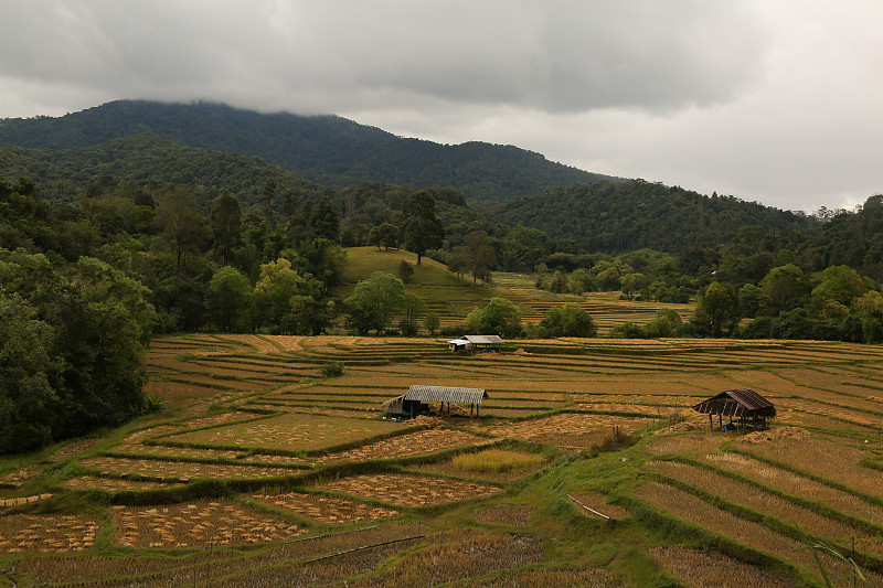 农作物,田地,稻,水平画幅,云,柬埔寨,早晨,偏远的,户外,水稻梯田